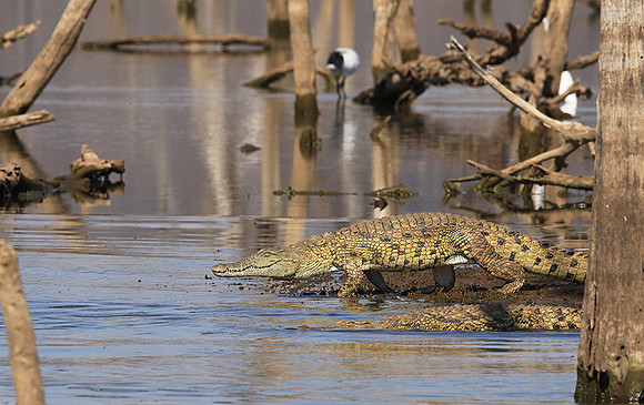 At Malilangwe