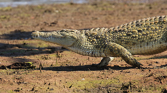 Malilangwe wildlife reserve