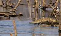 At Malilangwe