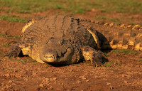 At Malilangwe