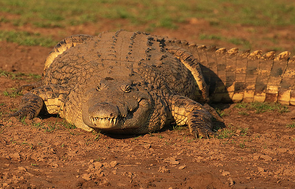 At Malilangwe