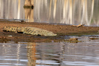 At Malilangwe