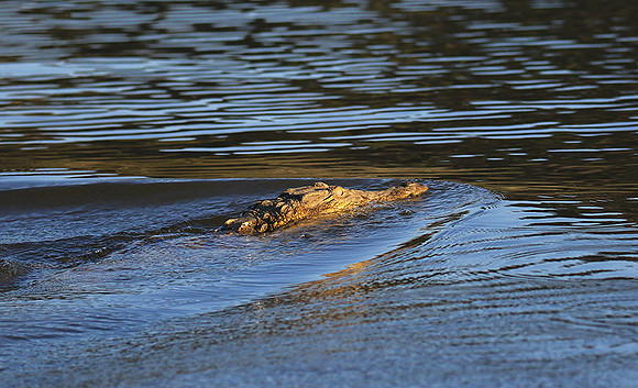 Malilangwe wildlife reserve