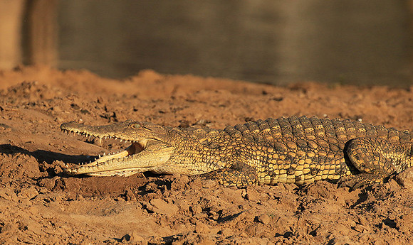 At Malilangwe