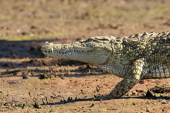 Malilangwe wildlife reserve