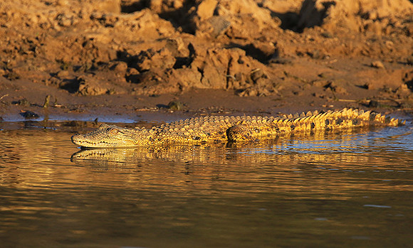 Malilangwe wildlife reserve