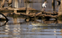 At Malilangwe