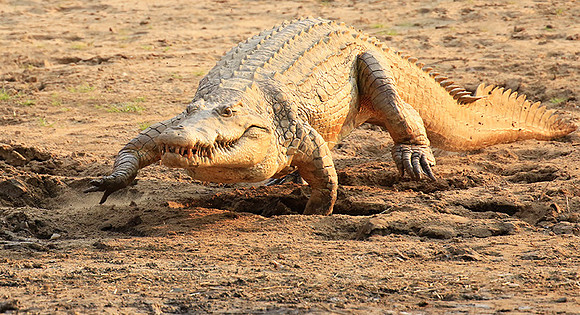 Matusadona National Park