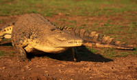 At Malilangwe