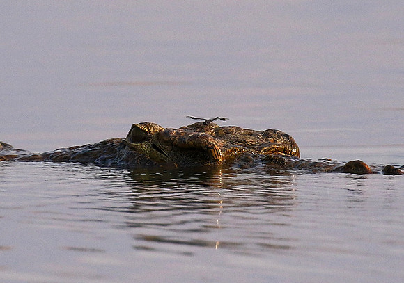 Matusadona NP