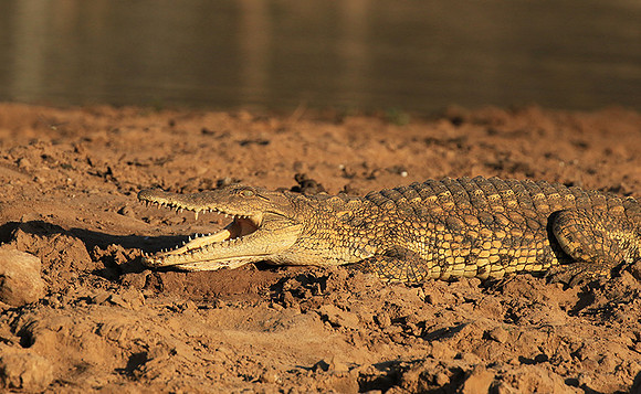 At Malilangwe