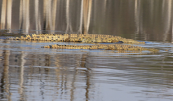 At Malilangwe