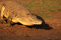 At Malilangwe