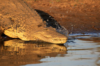 At Malilangwe