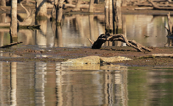 At Malilangwe