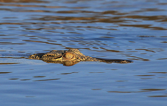 Malilangwe wildlife reserve