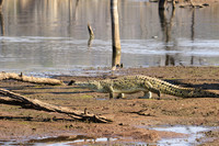 At Malilangwe