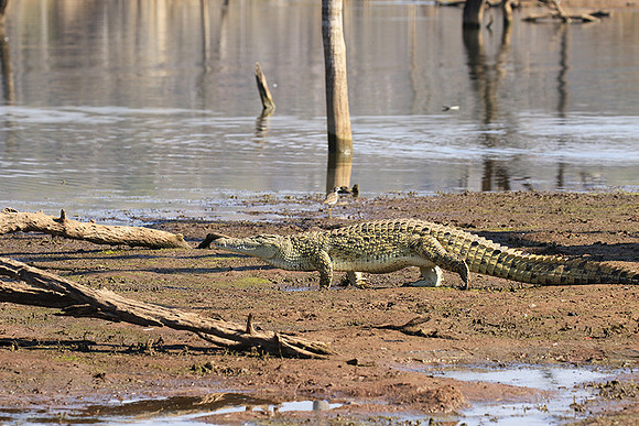 At Malilangwe