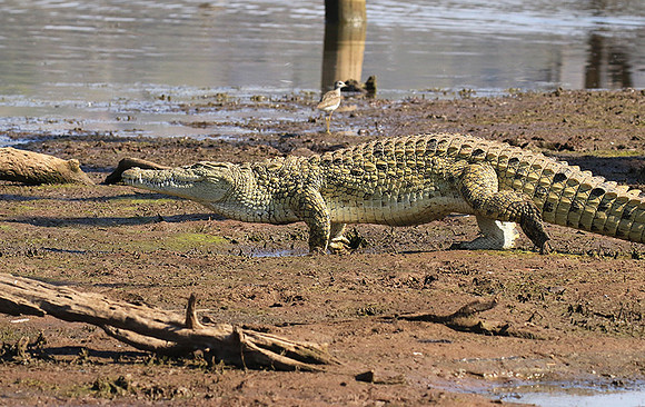 At Malilangwe