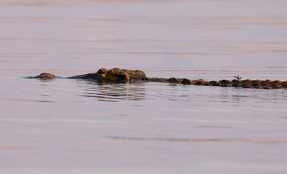 Matusadona NP