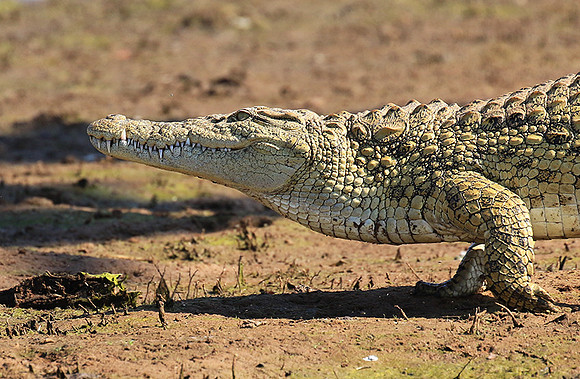 Malilangwe wildlife reserve