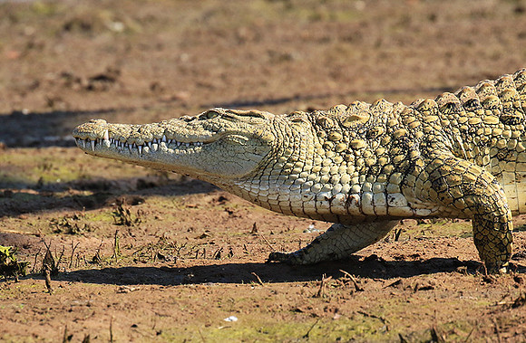 Malilangwe wildlife reserve