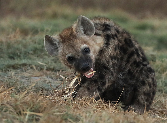 Liuwa Plain NP