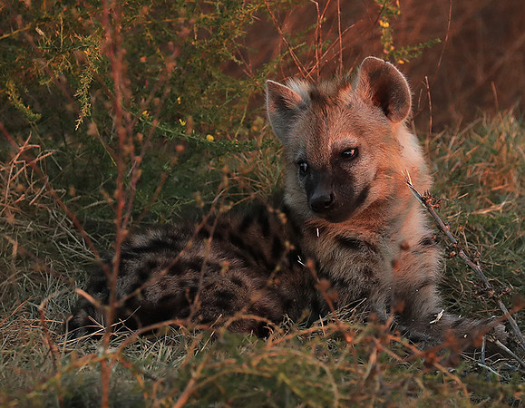 Liuwa Plain NP