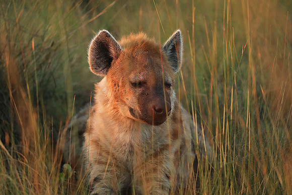 Liuwa Plain NP