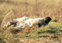 Liuwa Plain NP