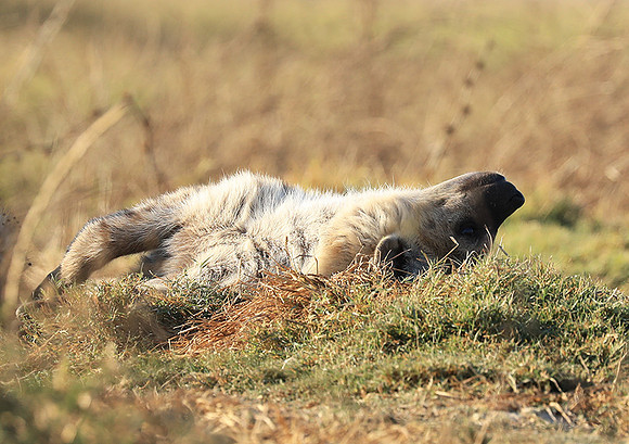 Liuwa Plain NP
