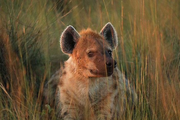 Liuwa Plain NP