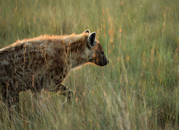 Liuwa Plain NP
