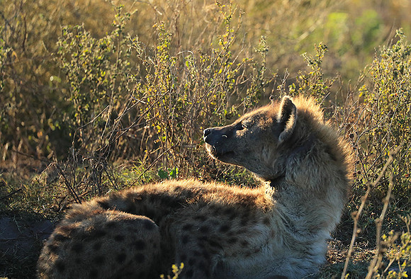 Liuwa Plain NP