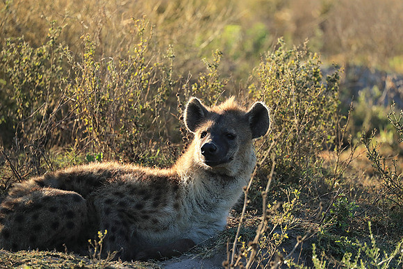 Liuwa Plain NP