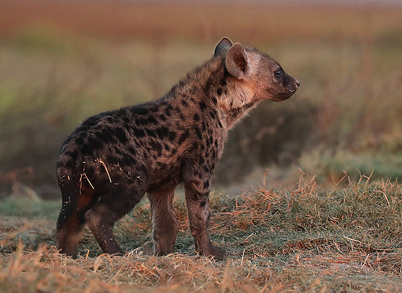 Liuwa Plain NP