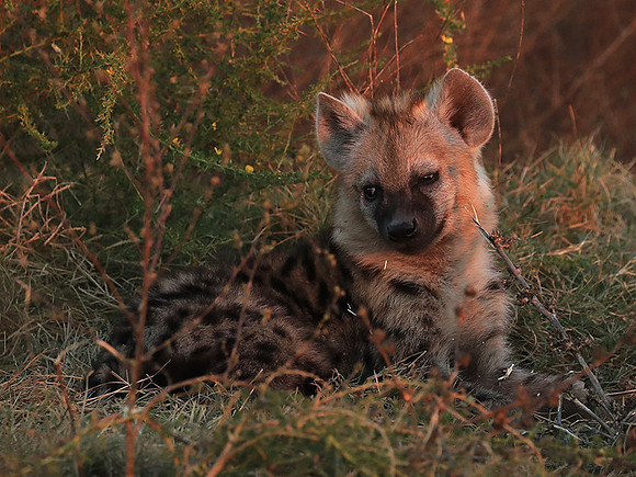 Liuwa Plain NP