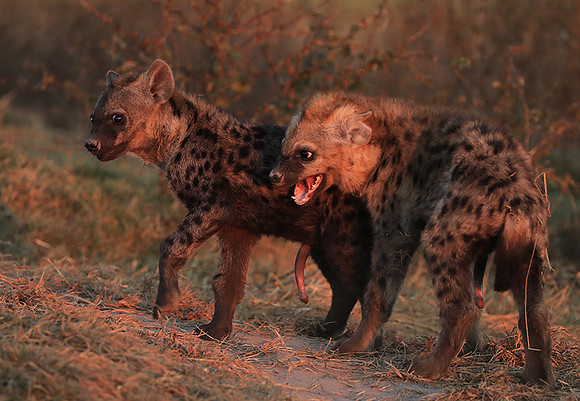 Liuwa Plain NP