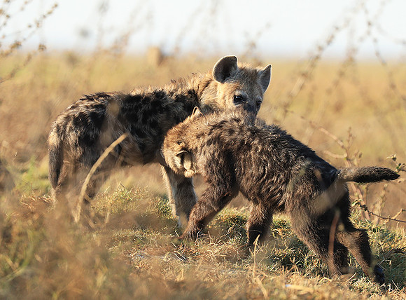Liuwa Plain NP