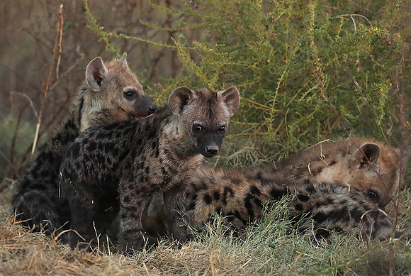Liuwa Plain NP