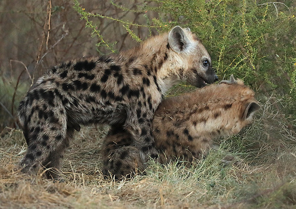 Liuwa Plain NP