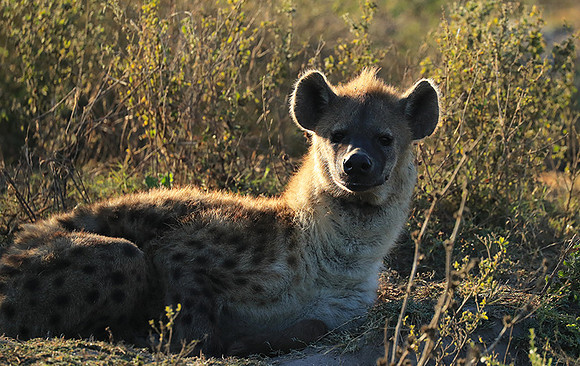 Liuwa Plain NP