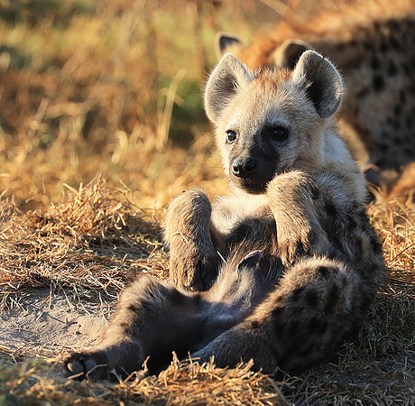 Liuwa Plain National Park