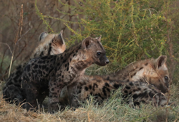 Liuwa Plain NP