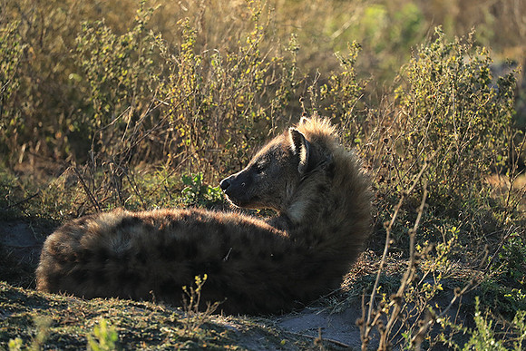 Liuwa Plain NP