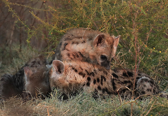 Liuwa Plain NP