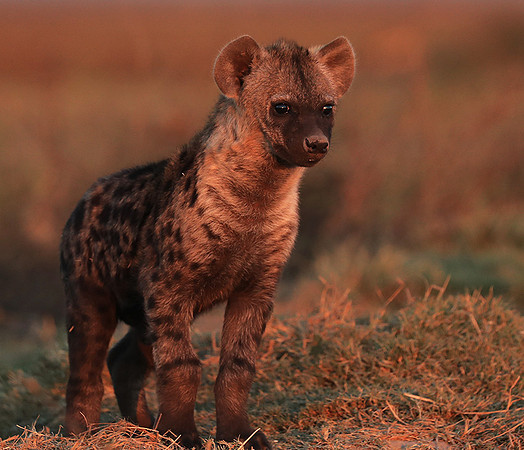 Liuwa Plain NP