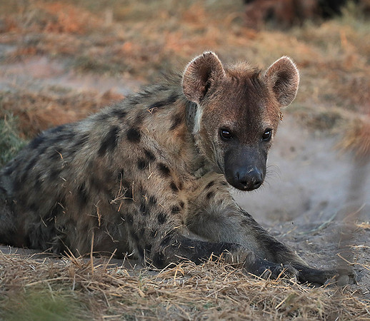 Liuwa Plain NP