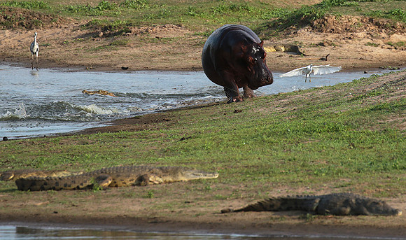 Selous
