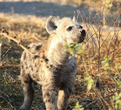 Liuwa Plain NP